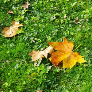 中国黄色强奸视频电影看
